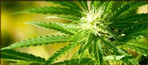 Cannabis or marijuana plant